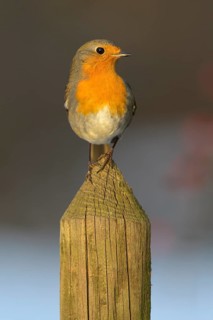 European robin