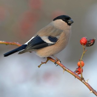 Eurasian bullfinch