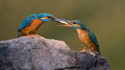 Common kingfisher