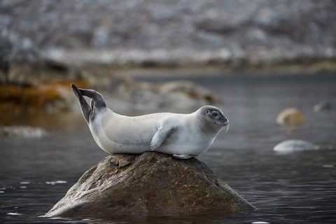 Harbor seal