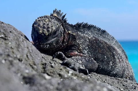 Marine iguana