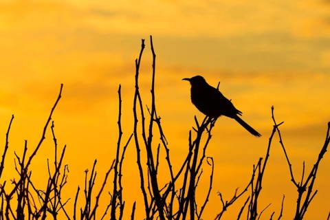 Galapagos mockingbird