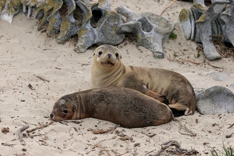 Australian sea lion