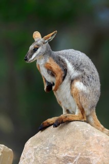 Yellow-footed rock-wallaby