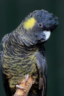 Yellow-tailed black cockatoo