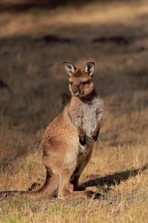 Kangaroo Island kangaroo