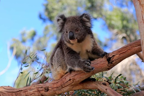 Koala