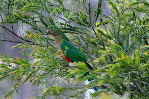 Australian king parrot