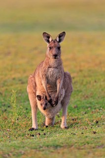 Eastern giant grey kangaroo