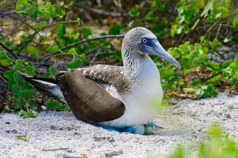Blue-footed booby