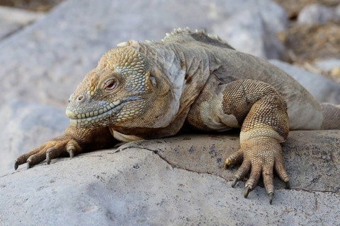Drusenkopf or Galapagos Land Iguana