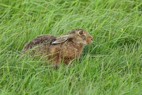European hare