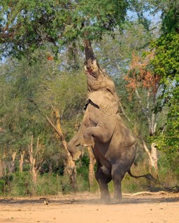 Elephant bull