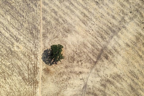Holm oak