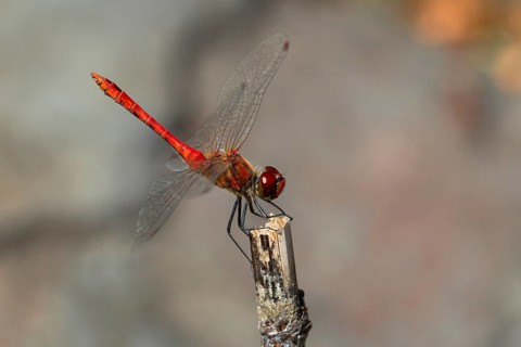 Blood Ruddy Darter