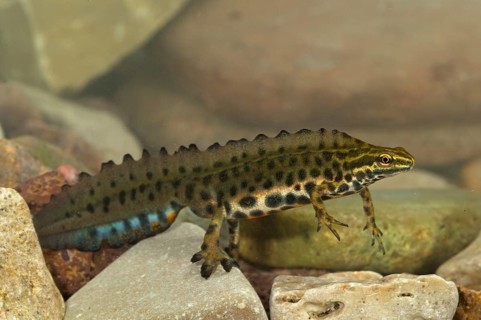 Common newt