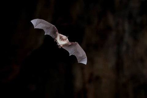 Long-fingered bat