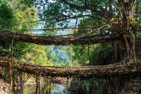 Double Decker Living Root Bridge