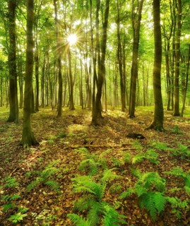 Light-flooded beech forest