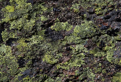 Green lichen on rock