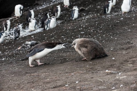 Chinstrap Penguin