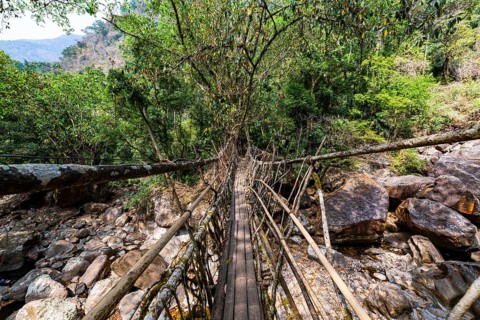 Living Root Bridge