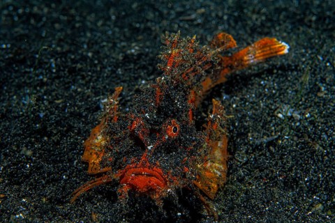 Spiny Devilfish