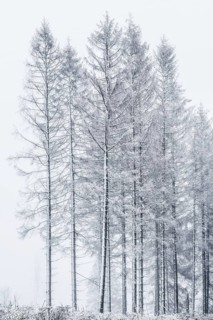 Spruce forest with snow and fog in the Harz mountains