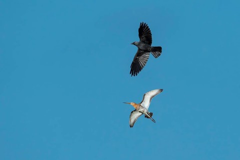 Black-tailed godwit