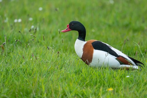 Common shelduck