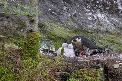 Peregrine falcon Falcon