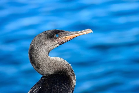 Flightless Cormorant