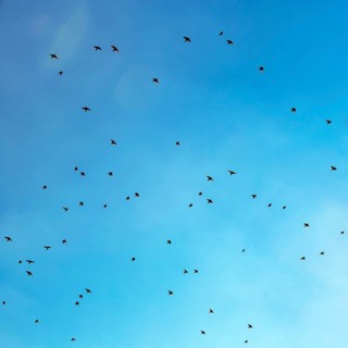 Starlings