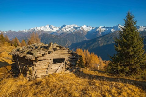 Autumn larch meadows