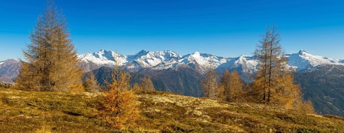 Autumn larch meadows