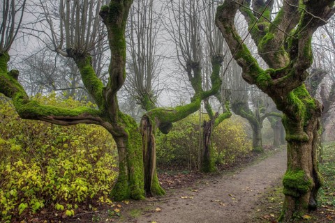 Alley of gnarled and mossy trees