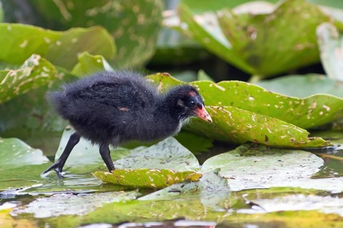 Common moorhen