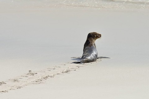 Galapagos sea lion