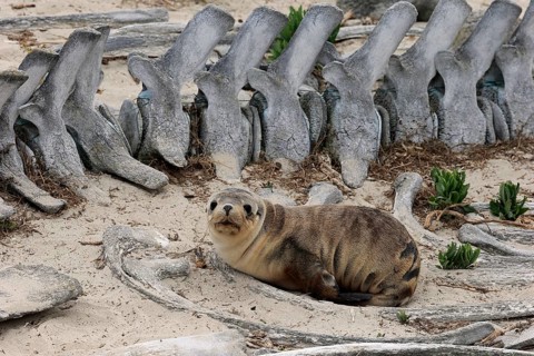 Australian sea lion