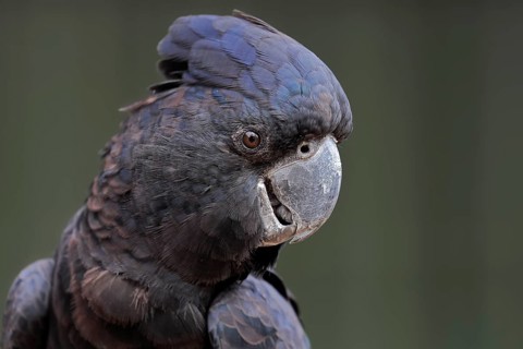 Red-tailed Black Cockatoo