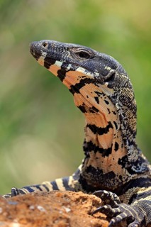 Lace monitor a