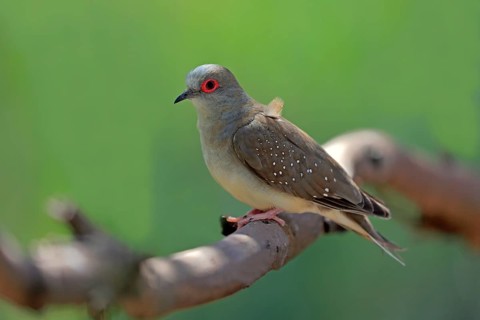 Diamond dove