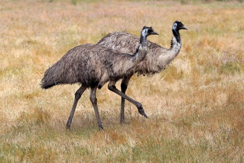 Emu