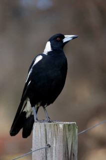 Australian magpie