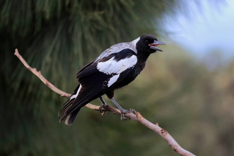 Australian magpie