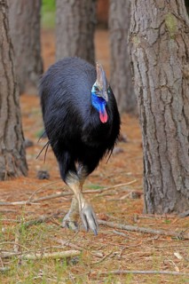 Double-wattled cassowary