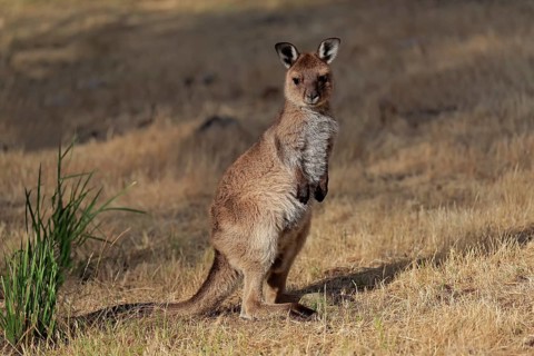 Kangaroo Island kangaroo