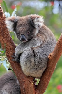 Koala