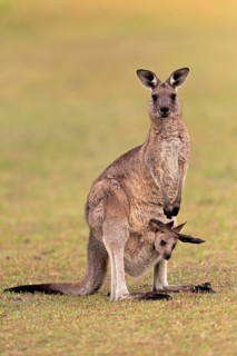 Eastern giant grey kangaroo