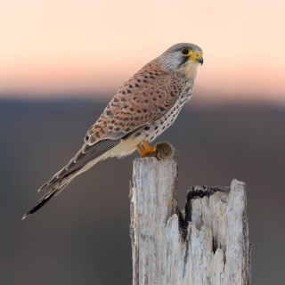 Common Common Kestrel